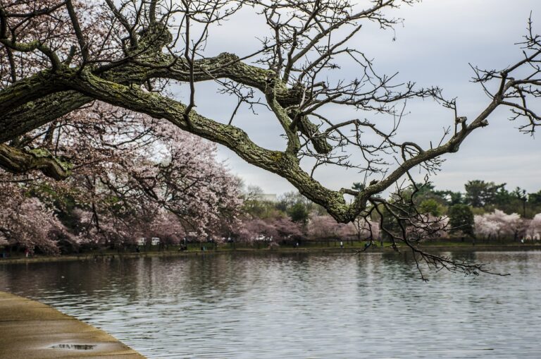 National Cherry Blossom Festival - USA